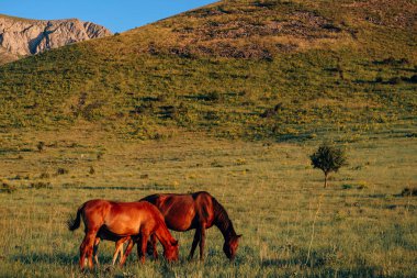 Boraldai'de güzel atlar. Atlarla Birlikte Çimkent'te dağ rezervi Boraldai. Kazakistan'da gün batımında otlayan atlar