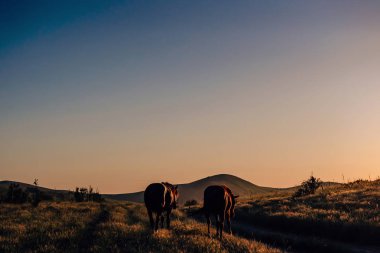 Boraldai'de güzel atlar. Atlarla Birlikte Çimkent'te dağ rezervi Boraldai. Kazakistan'da gün batımında otlayan atlar