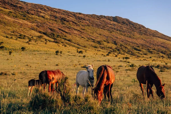 Piękne Konie Boraldai Rezerwat Górski Boraldai Szymkent Końmi Wypas Koni — Zdjęcie stockowe