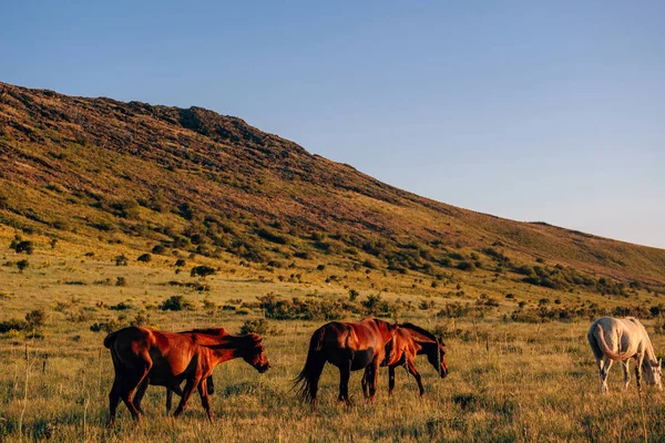 Piękne Konie Boraldai Rezerwat Górski Boraldai Szymkent Końmi Wypas Koni — Zdjęcie stockowe