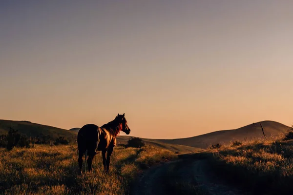 美丽的马在博拉尔代 山保护区博拉尔代在希姆肯特与马 在哈萨克斯坦日落时放牧马匹 — 图库照片