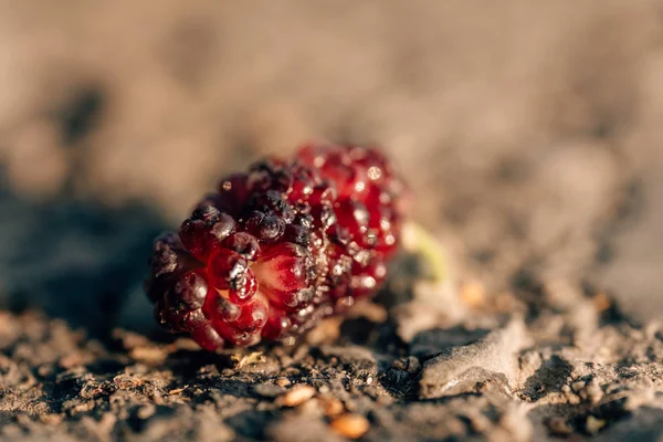 人行道上的桑莓 人行道上一棵桑树的果实 小可食用浆果 — 图库照片