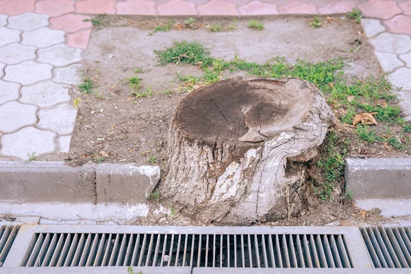 Felled tree on the Arbat. Old stump on the sidewalk. Illegal felling of trees in the city