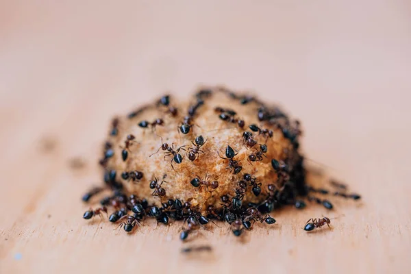 Schwarze Ameisen Auf Trockenem Hundefutter Gartenameisen Haus Lebensmittelverderb Mit Schwarzen — Stockfoto