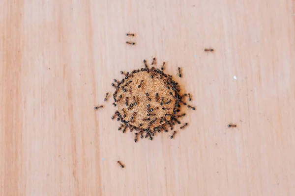 Fourmis Noires Sur Nourriture Sèche Pour Chiens Fourmis Jardin Dans — Photo