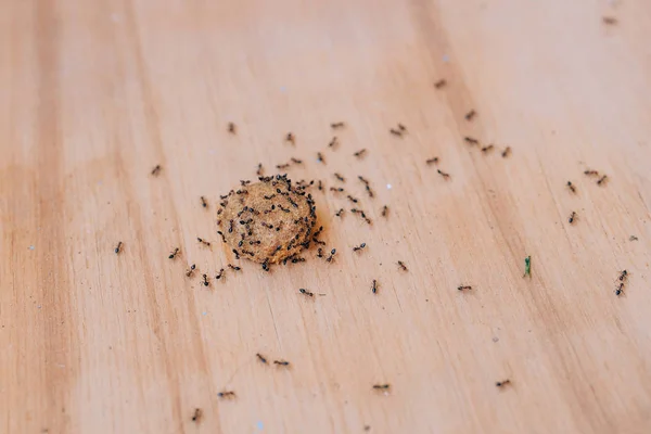 ドライドッグフードに黒いアリ 家の中の庭の蟻 黒いラサスで食べ物の腐敗 小さな庭の昆虫 — ストック写真