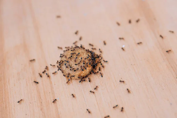 ドライドッグフードに黒いアリ 家の中の庭の蟻 黒いラサスで食べ物の腐敗 小さな庭の昆虫 — ストック写真