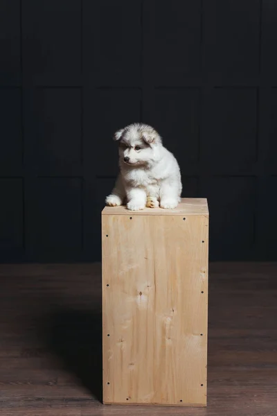 Söt Fluffig Husky Valp Mörk Bakgrund Vit Huskyvalp Puppy Studio — Stockfoto