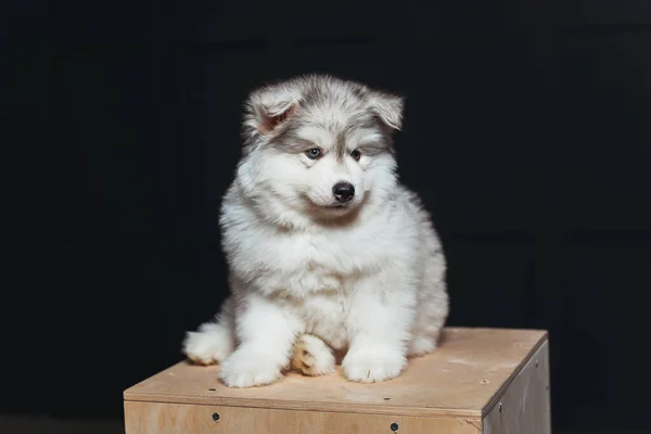 Niedlichen Flauschigen Husky Welpen Auf Einem Dunklen Hintergrund White Husky — Stockfoto