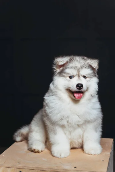 Cute Fluffy Husky Puppy Tongue Hanging Out Dark Background White — Stock Photo, Image