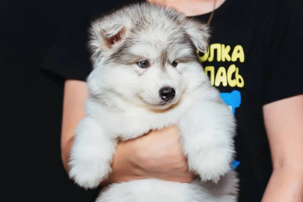 Husky puppy in female hands. Cute fluffy husky puppy on a dark background. Rescued dog in the hands.