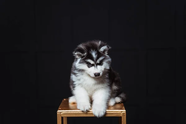 Cute Fluffy Husky Puppy Dark Background Black White Husky Puppy — Stock Photo, Image