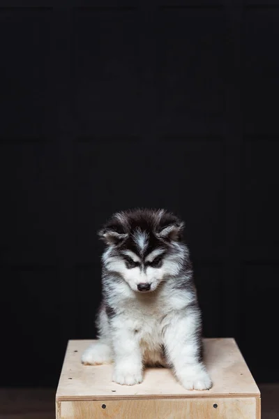 Roztomilé Chlupaté Husky Štěně Tmavém Pozadí Černobílé Chraplavé Štěně Zlou — Stock fotografie