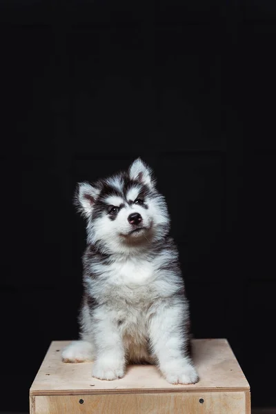 Cute Fluffy Husky Puppy Dark Background Black White Husky Puppy — Stock Photo, Image