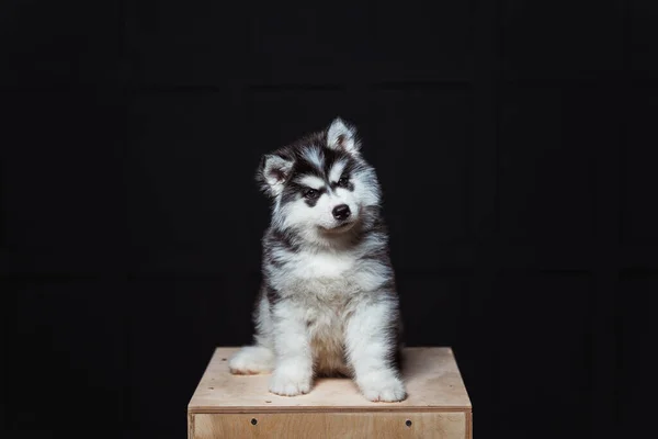 Cute Fluffy Husky Puppy Dark Background Black White Husky Puppy — Stock Photo, Image