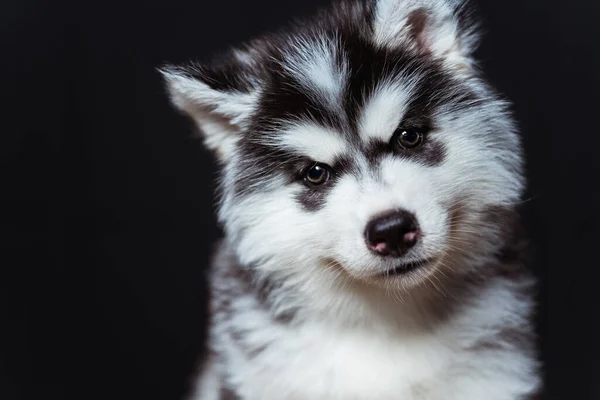 Cute Fluffy Husky Puppy Dark Background Black White Husky Puppy — Stock Photo, Image