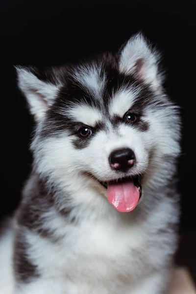 Leuke Pluizige Husky Puppy Met Tong Tot Opknoping Out Een — Stockfoto