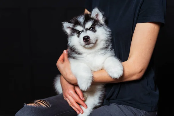 Husky Szczeniak Żeńskich Rękach Słodki Puszysty Puszysty Szczeniak Ciemnym Tle — Zdjęcie stockowe