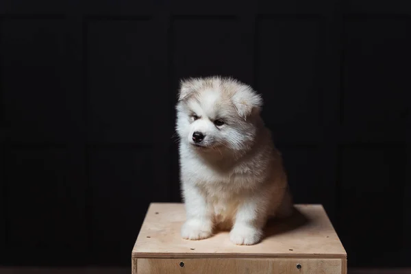 Bílý Světlovlasý Hnědý Husky Štěně Zblízka Portrét Chraptivého Štěněte Černém — Stock fotografie