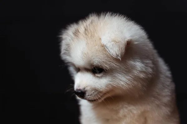 Bílý Světlovlasý Hnědý Husky Štěně Zblízka Portrét Chraptivého Štěněte Černém — Stock fotografie