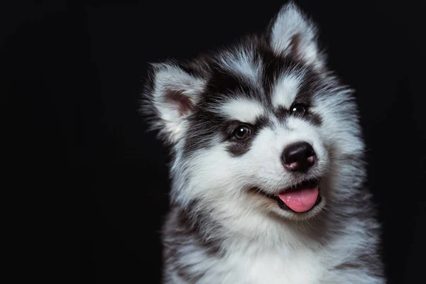 Cute Fluffy Husky Puppy Tongue Tot Hanging Out Dark Background Stock Picture