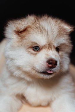 Beyaz kahverengi köpek yavrusu. Siyah arka planda iri yapılı bir köpek yavrusunun portresi. Dili sarkık şirin bir köpek yavrusu.