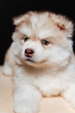 Beyaz, sarı saçlı, kahverengi, iri yapılı köpek yavrusu. Siyah arka planda iri yapılı bir köpek yavrusunun portresi. İri köpek kulakları