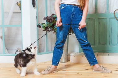 Kızın ayaklarına tasma takmış sevimli yumuşacık bir köpek yavrusu. Şeytani maskeli siyah beyaz köpek yavrusu. Yavru köpek yürüyüşe çıktı.