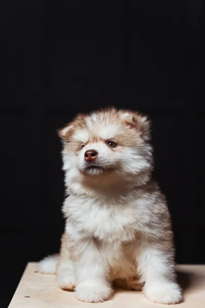 Cachorro Peludo Blanco Castaño Oscuro Husky Primer Plano Retrato Cachorro —  Fotos de Stock