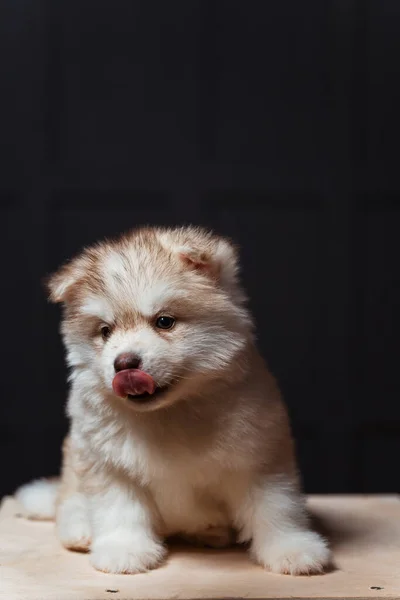 White Brown Husky Puppy Close Portrait Husky Puppy Black Background — Stock Photo, Image