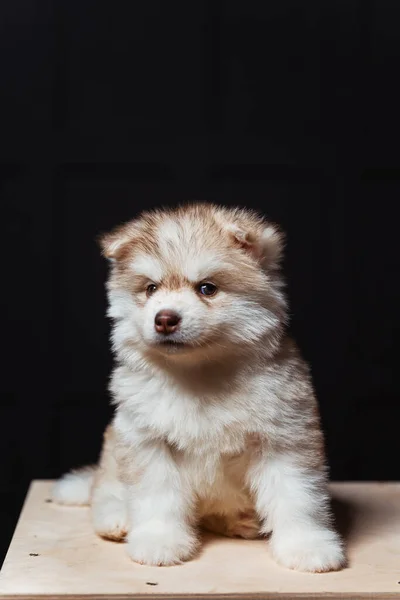 Branco Cabelos Claros Marrom Cachorrinho Husky Close Marrom Retrato Filhote — Fotografia de Stock