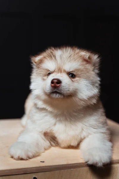 Branco Cabelos Claros Marrom Cachorrinho Husky Close Marrom Retrato Filhote — Fotografia de Stock