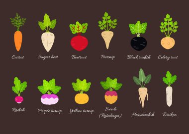 Vector set of different root vegetables clipart