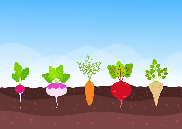 Moestuin met wortel-gewassen verbouwen — Stockvector