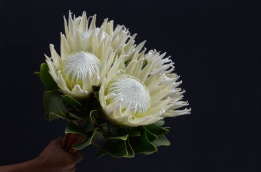 Siyah arka plan üzerine kral protea bitki