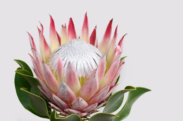 King Protea Pflanze Auf Weißem Hintergrund — Stockfoto