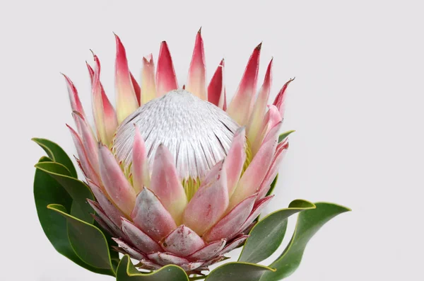 King Protea Planta Sobre Fondo Blanco — Foto de Stock