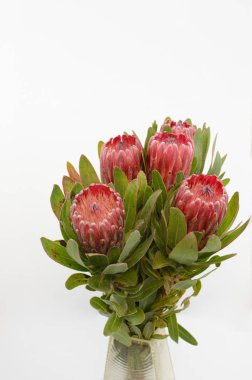 Kırpma yolu ile izole beyaz zemin üzerine kırmızı protea çiçek grup. Portre. Tasarım için. Doğa.