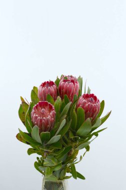 Kırpma yolu ile izole beyaz zemin üzerine kırmızı protea çiçek grup. Portre. Tasarım için. Doğa.