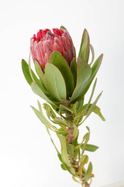 Kırpma yolu ile izole beyaz zemin üzerine kırmızı protea çiçek grup. Portre. Tasarım için. Doğa.
