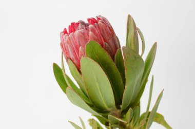 Kırpma yolu ile izole beyaz zemin üzerine kırmızı protea çiçek grup. Portre. Tasarım için. Doğa.