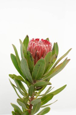 Kırpma yolu ile izole beyaz zemin üzerine kırmızı protea çiçek grup. Portre. Tasarım için. Doğa.