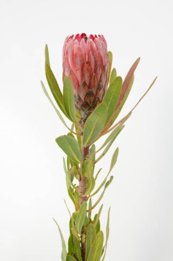 Kırpma yolu ile izole beyaz zemin üzerine kırmızı protea çiçek grup. Portre. Tasarım için. Doğa.