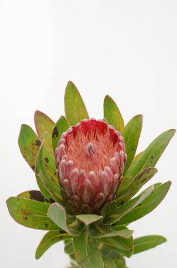 Kırpma yolu ile izole beyaz zemin üzerine kırmızı protea çiçek grup. Portre. Tasarım için. Doğa.