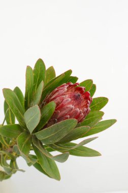 Kırpma yolu ile izole beyaz zemin üzerine kırmızı protea çiçek grup. Portre. Tasarım için. Doğa.