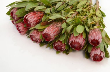 Kırpma yolu ile izole beyaz zemin üzerine kırmızı protea çiçek grup. Portre. Tasarım için. Doğa.