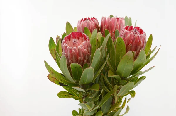 Kırpma yolu ile izole beyaz zemin üzerine kırmızı protea çiçek grup. Portre. Tasarım için. Doğa.