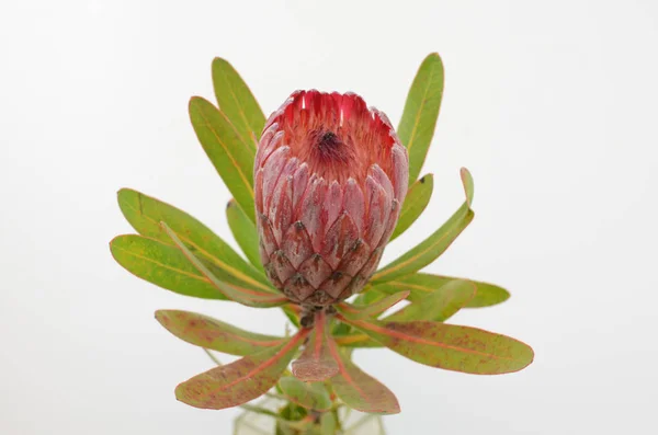 Красный Цветок Protea Букет Белом Изолированном Фоне Обрезкой Пути Крупный — стоковое фото