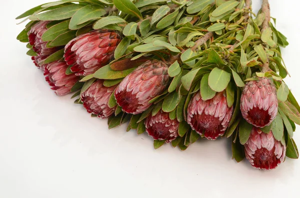 Kırpma yolu ile izole beyaz zemin üzerine kırmızı protea çiçek grup. Portre. Tasarım için. Doğa.