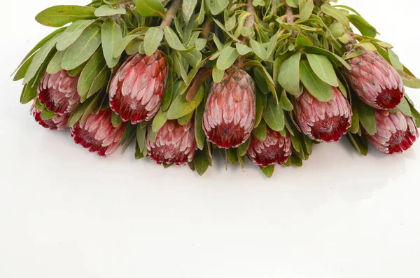 Red protea flower bunch on a white isolated background with clipping path. Closeup. For design. Nature.